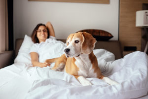 Pet Friendly Hotels