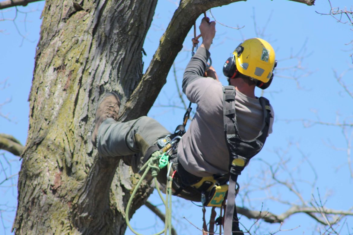 What Are Ways That the Arborist Team Works to Improve Tree Health?
