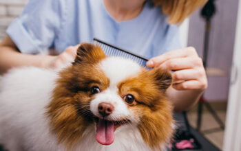 Mobile Grooming for Dogs