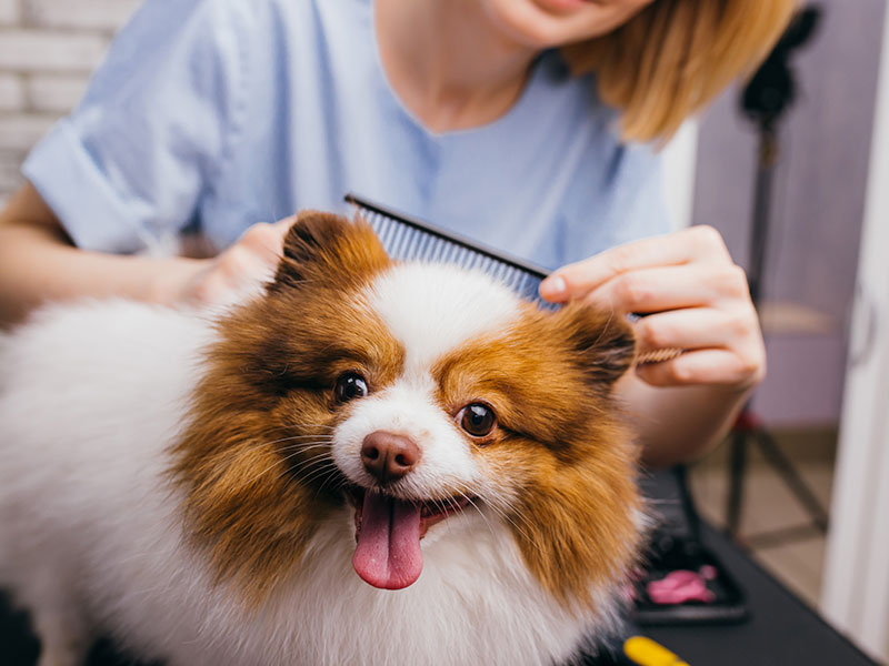 The Benefits of Mobile Grooming for Dogs Who Get Nervous Leaving Home