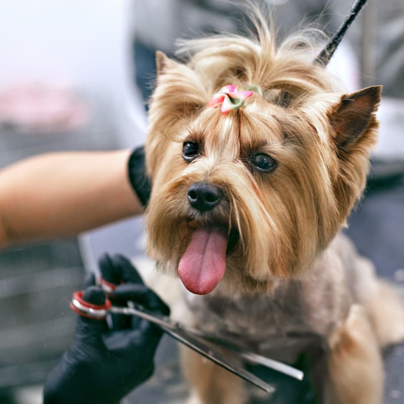 D&C Mobile Dog Grooming West Palm Beach