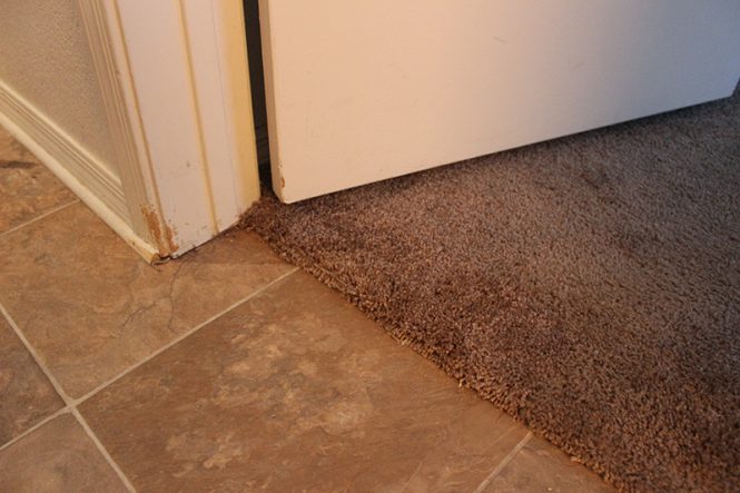 Featured image for Preventing Decor Pet Damage.