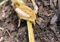 Featured image for Preventing Decor Insect Damage.