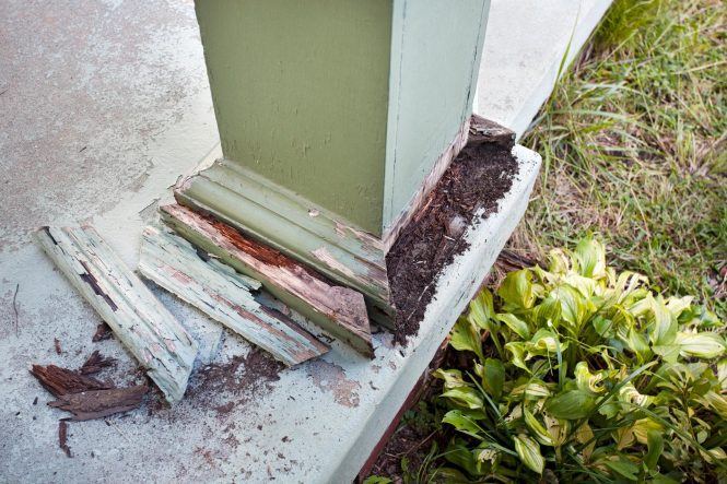 Featured image for Preventing Floor Termite Damage.