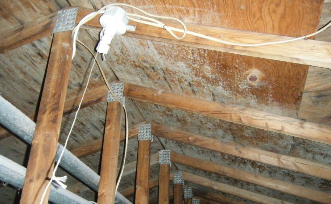 Featured image for Avoid Roof Mold Growth.